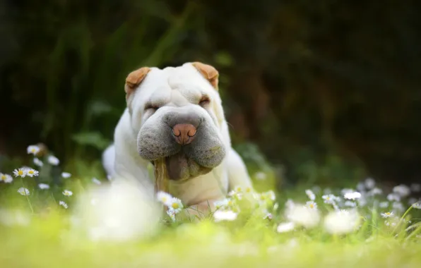 Grass, nature, chamomile, dog, Sharpay, puppy