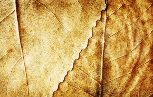 Autumn, leaves, background, yellow, dry