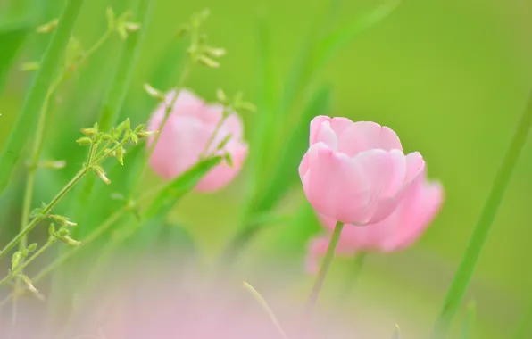 Greens, flower, macro, green, pink, color, Tulip, plants