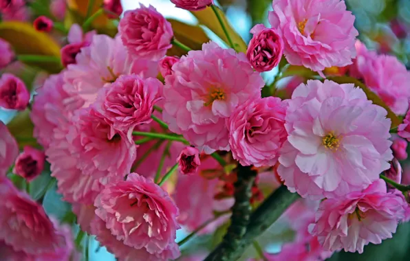 Leaves, branch, flowers, blooming twig