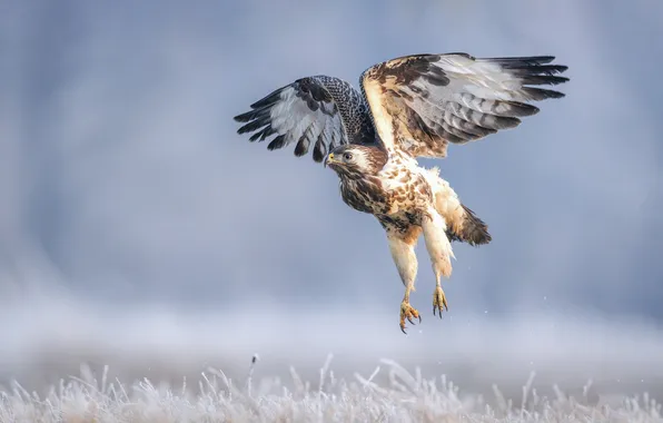 Winter, frost, field, grass, snow, flight, nature, bird