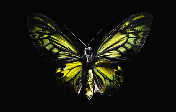 Butterfly, black, wings