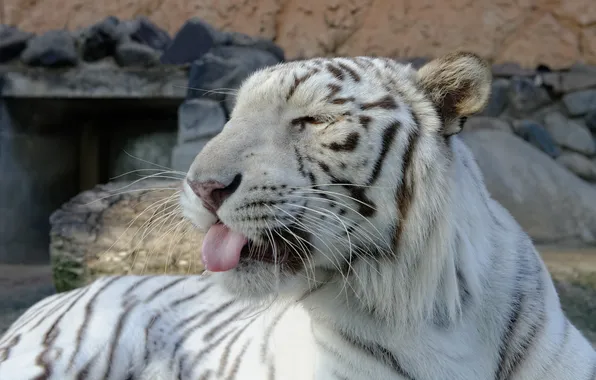 Language, cat, face, white tiger