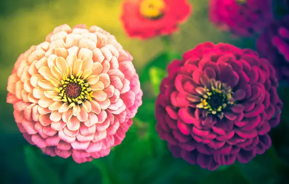 Summer, flowers, nature, plant