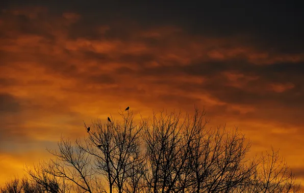 The sky, clouds, trees, birds, the evening, silhouette, glow