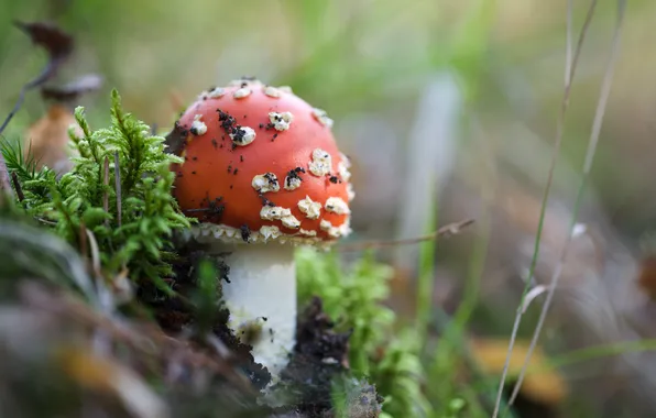 Picture nature, mushroom, mushroom, weed