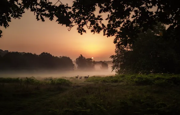 Picture trees, field, animals, nature, sunset, landscapes, fog, bushes