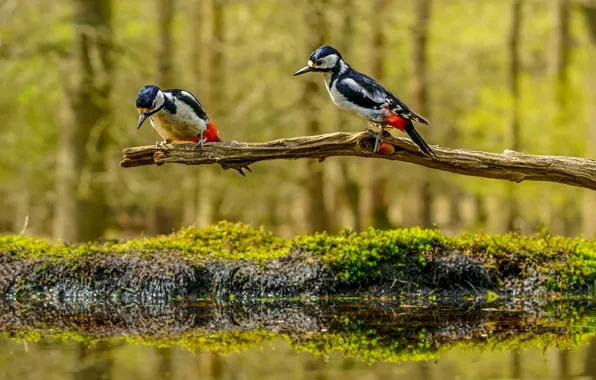 Forest, birds, reflection, shore, moss, branch, spring, woodpecker