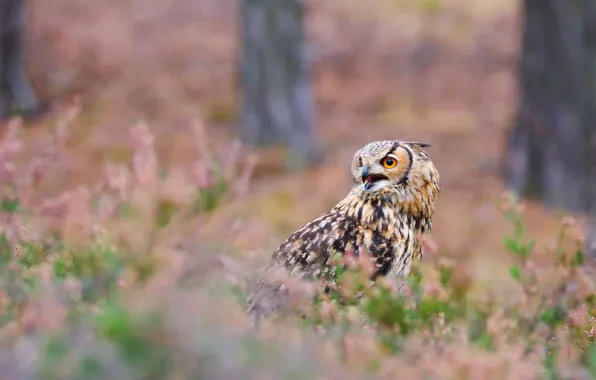 Picture flowers, look, portrait, background, owl, owl, trees, motley