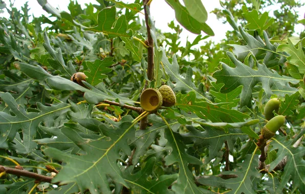 Leaves, acorns, oak, mountain oak