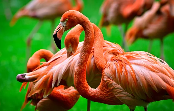 Birds, red, Flamingo