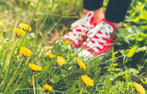 Summer, grass, shoes, sneakers, pink, dandelions