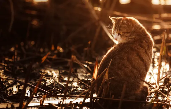 Cat, cat, look, light, nature, grey, background, stem