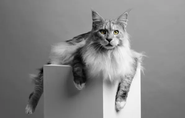 Cat, cat, look, face, nature, pose, grey, paws