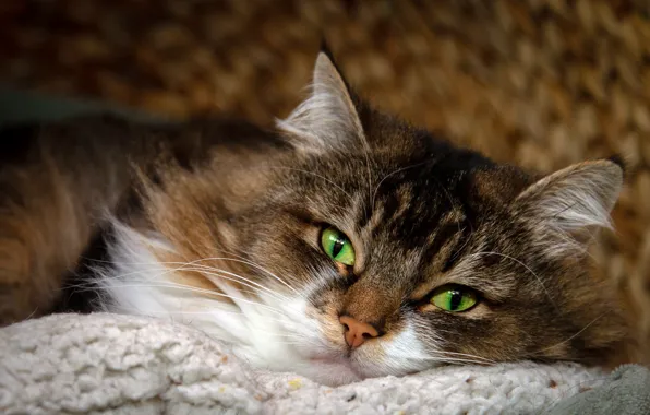 Cat, eyes, cat, look, face, grey, background, portrait