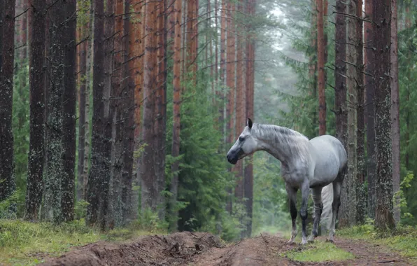 Picture road, forest, horse, grey apples