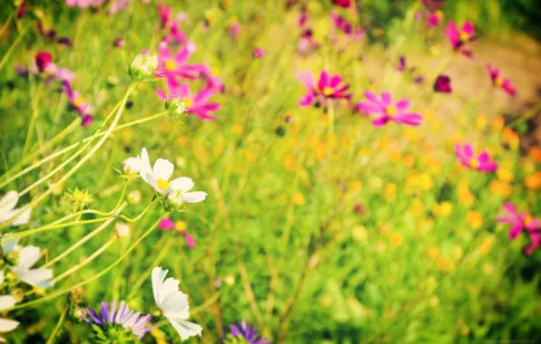 Greens, summer, flowers, cute, beautiful, summer, flowers