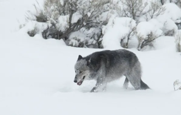 Nature, predator, animal, wolf, wildlife, portrait, portrait., Canis lupus. face