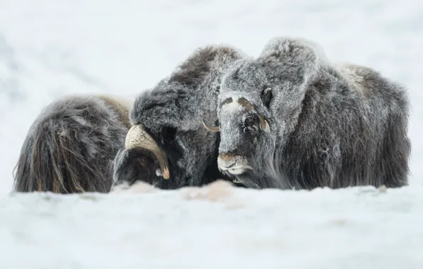 Picture winter, the herd, musk ox