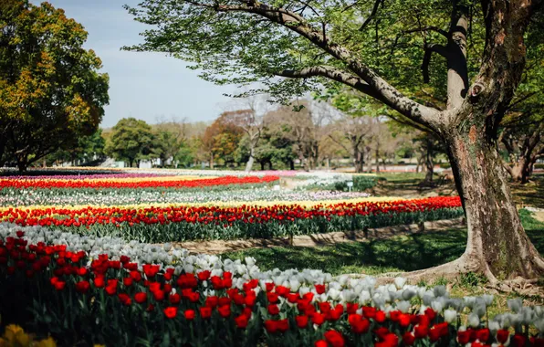 Trees, flowers, branches, Park, blur, spring, tulips, red
