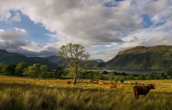 Field, the sky, trees, cows, pasture, grazing