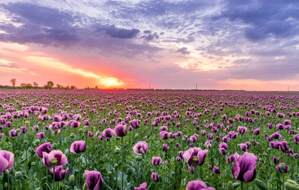 Field, the sky, the sun, sunset, flowers