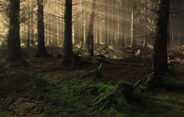 Picture forest, rays, light, trees, nature, moss