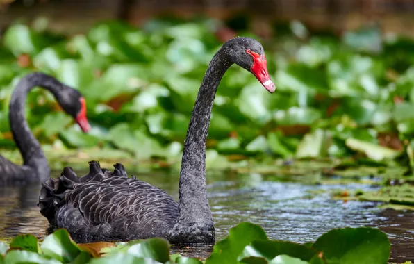 Leaves, birds, black, Swan, swans, pond, black, bokeh