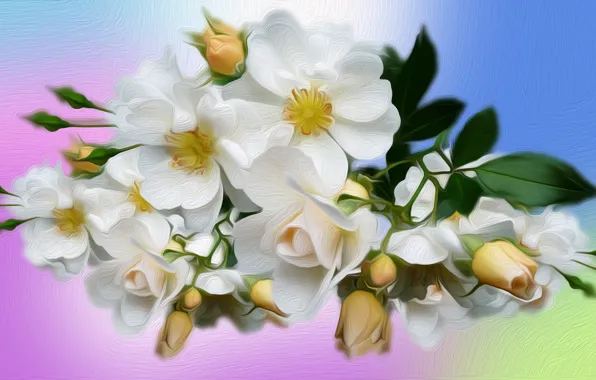 Graphics, Roses, White, Rozmyte