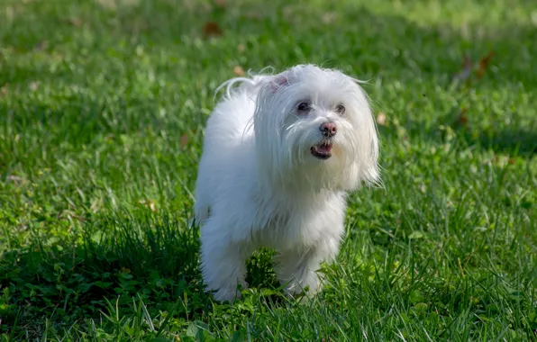 Each, sweetheart, dog