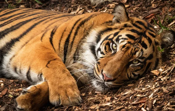 Look, face, nature, tiger, pose, background, earth, foliage