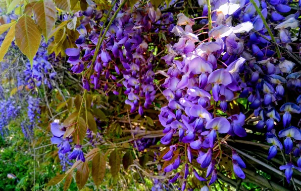 Leaves, flowers, branches, spring, purple, flowering, inflorescence, lilac