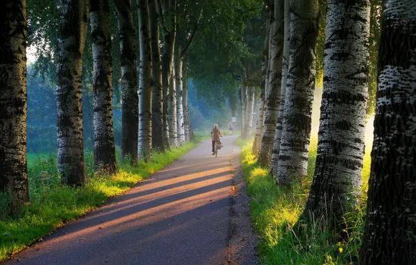 Picture road, light, morning, birch