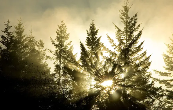 FOREST, The SUN, LIGHT, TREES, BRANCHES, RAYS