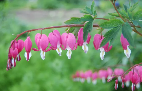 Picture flowers, photo, pink, tenderness, the bleeding heart
