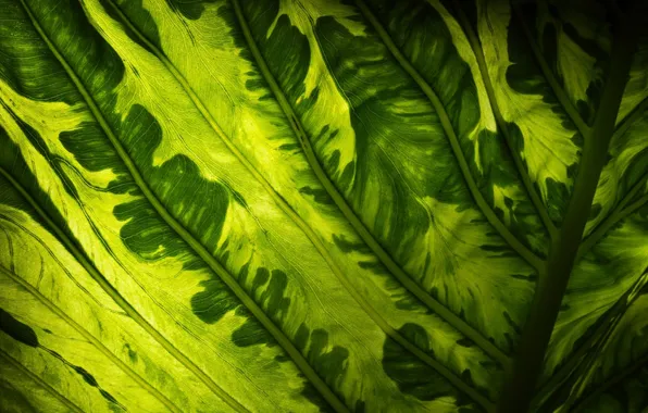 Greens, macro, sheet, pattern, plant
