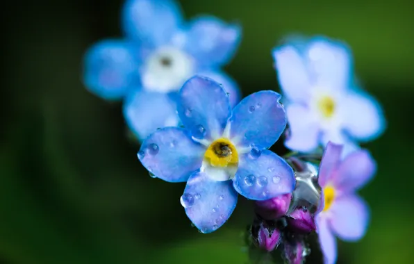 Flower, drops, macro, Rosa, field, blue, forget-me-not