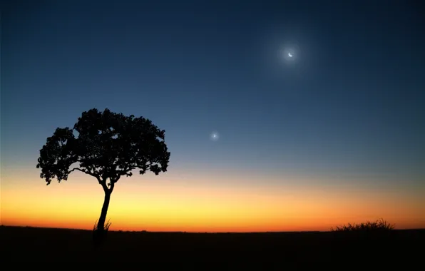 The moon, Tree, the evening