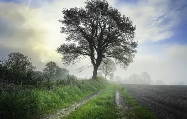 Road, summer, tree