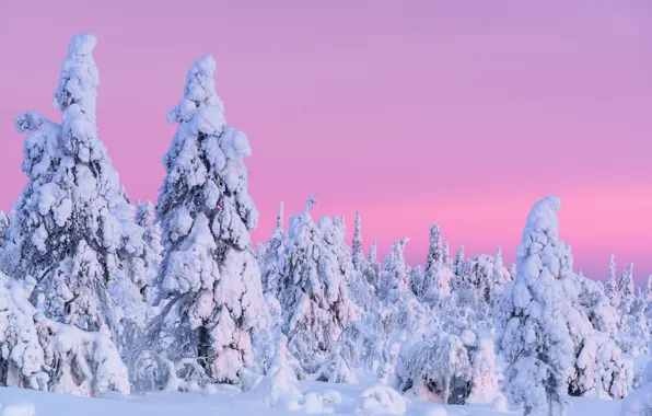 Winter, frost, forest, the sky, snow, trees, nature, ate
