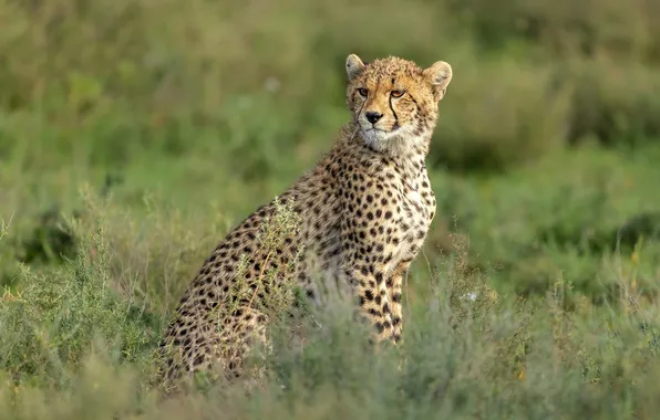 Look, nature, pose, glade, Cheetah, face, sitting, cub