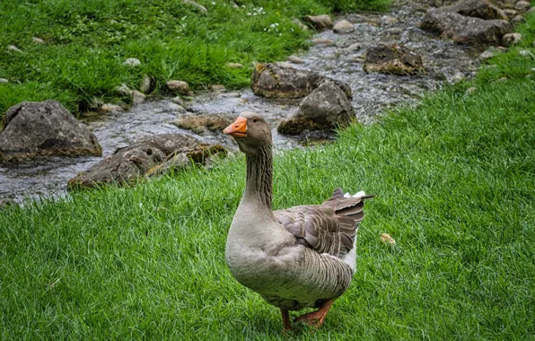 Picture photo, Grass, Bird, Stream, Goose