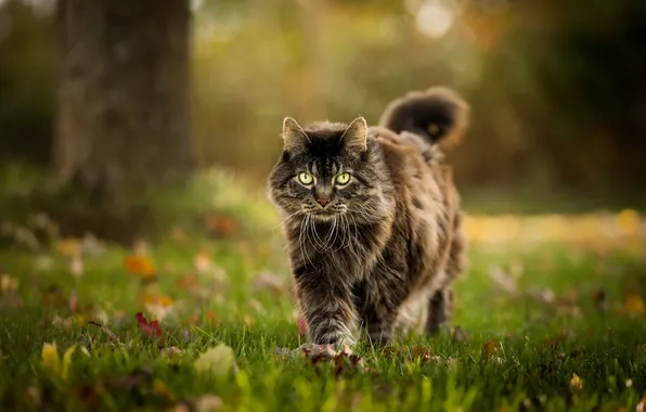 Autumn, cat, grass, cat, look, nature, pose, Park
