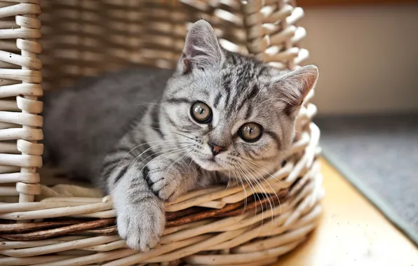 Look, kitty, basket