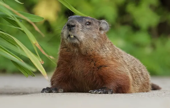 Picture marmot, rodent, Woodchuck