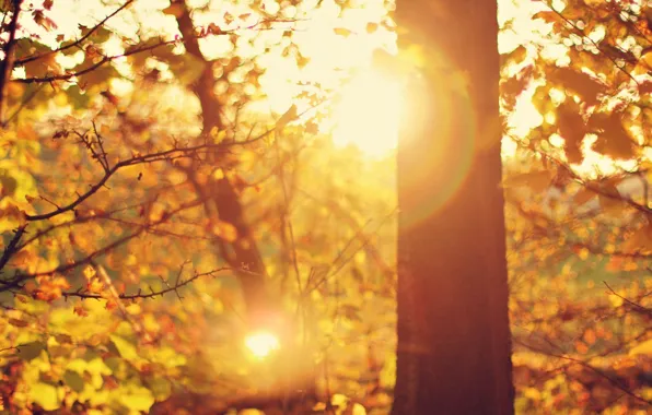 Picture leaves, the sun, macro, rays, trees, branches, glare, background