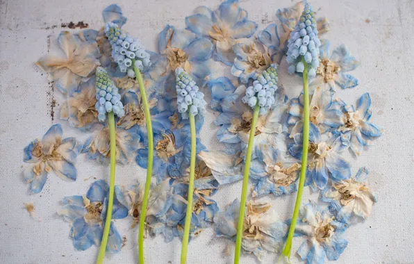 Style, petals, composition, Muscari, Hyacinth mouse