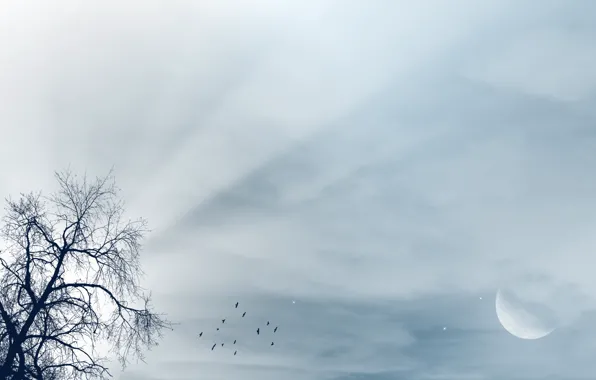 Picture the sky, rays, light, landscape, birds, tree, the moon, moon