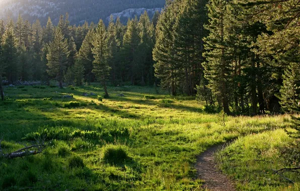 Picture field, forest, trees, landscape, nature, glade, trail, plants