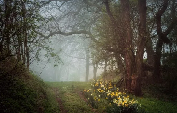 Picture forest, trees, flowers, nature, spring, haze, daffodils yellow